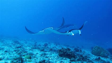 EIVA Mobula Core Blue